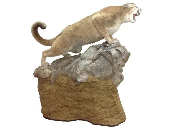 Full-body taxidermy mount of a snarling mountain lion posed atop a faux rock and terrain pedestal base.