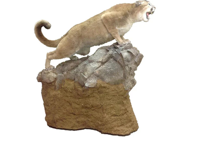 Taxidermy and Spray Foam